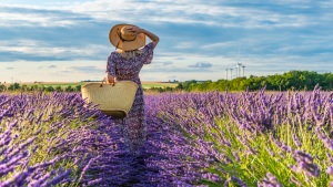 Daria VORONTSOVA - MSDNV OU